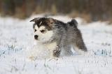 ALASKAN MALAMUTE 238